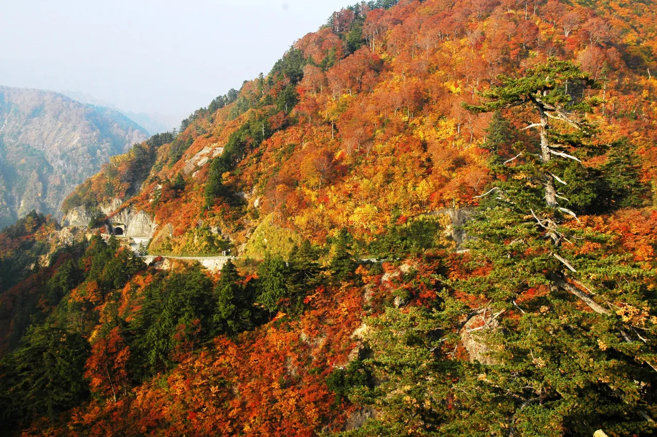 白山白川郷ホワイトロード