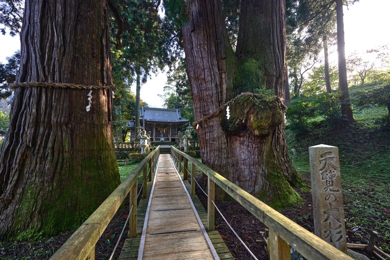栢野大杉